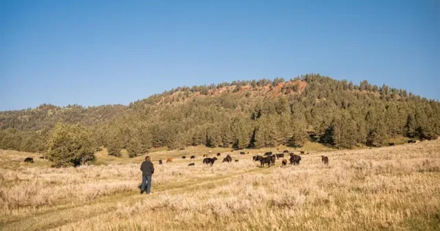 April Martin, TP Ranch, Montana