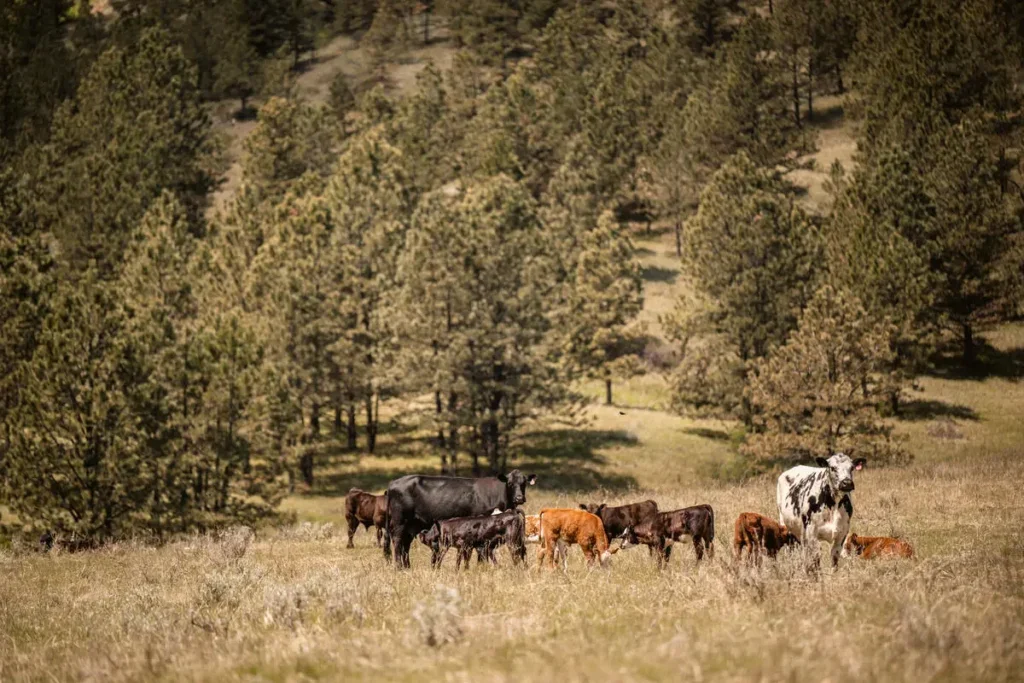 TP Ranch Montana