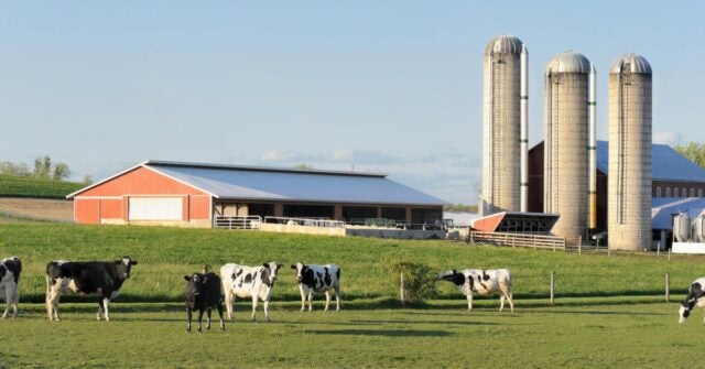 Agriculture landscape with farm and cows