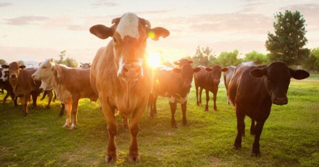 Cows close up