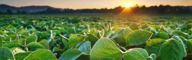 Soy crops in a field