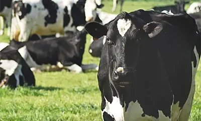 Financing dairy climate solutions