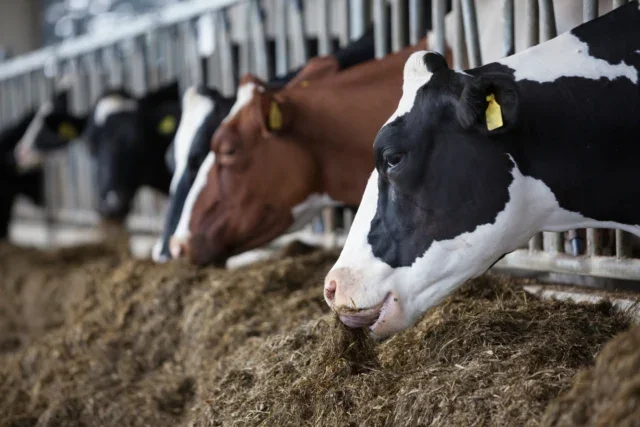 Dairy cows