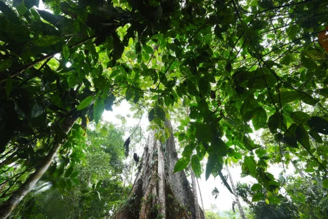 Tree canopy in Ecuadorian Amazon