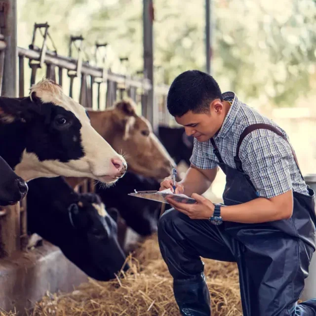 Dairy farmer, dairy cows, livestock methane