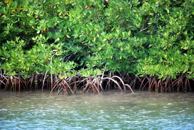 Mangroves Caribbean