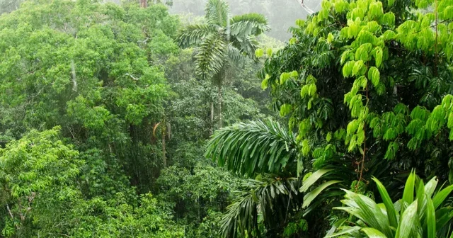 Rainforest