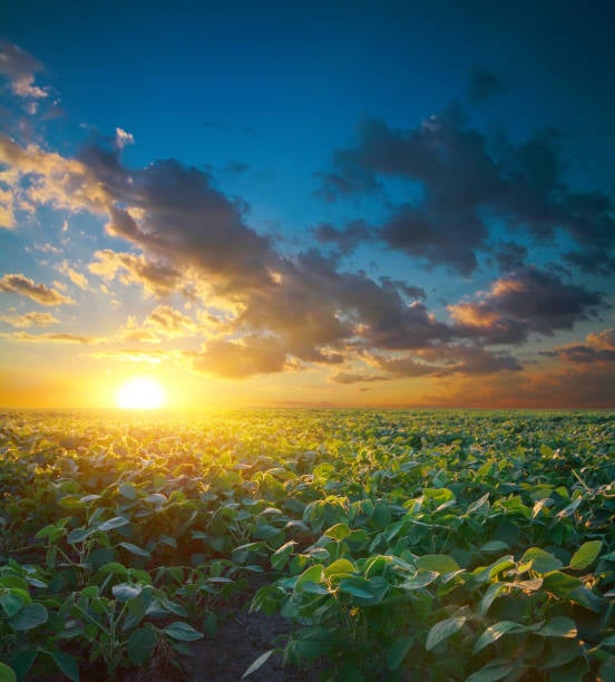 Soy field at sunset