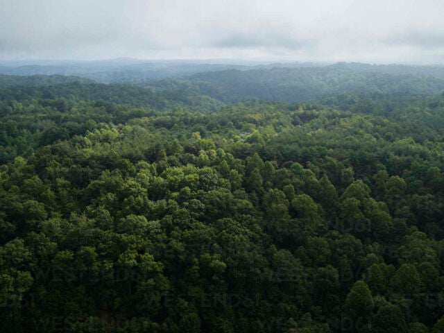 Aerial view of vast green forest