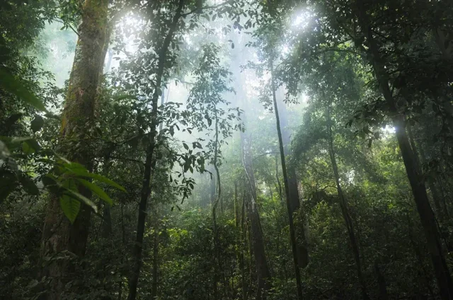 Rainforest