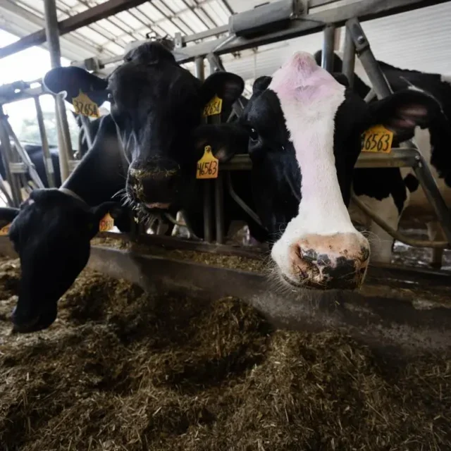 Livestock, dairy cows, livestock methane