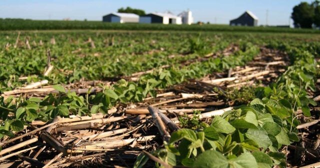 Cover crops