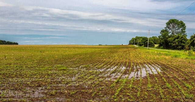 Crops in a farm field