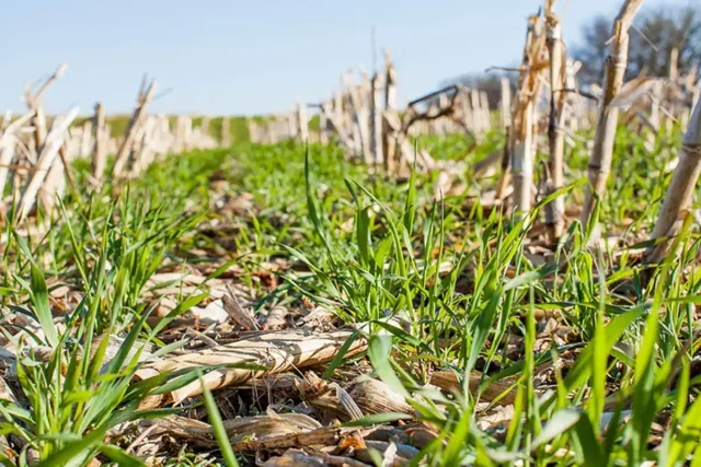 Cover crops