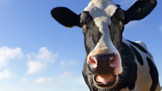 Dairy cow