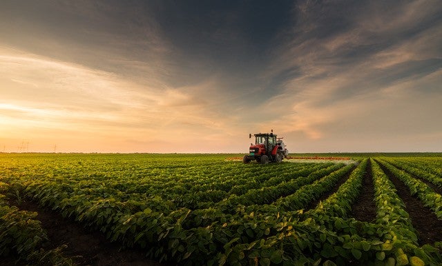 Tractor in a field of soy crop