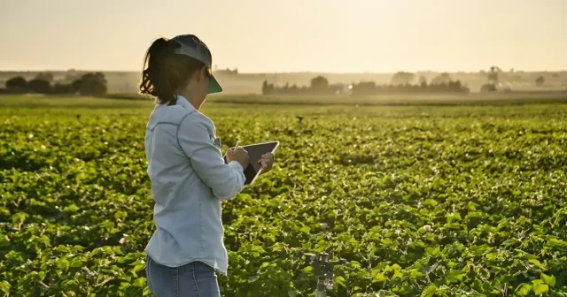 Smart farmer woman agronomist checks the field with tablet. Intelligent agriculture and digital agriculture.