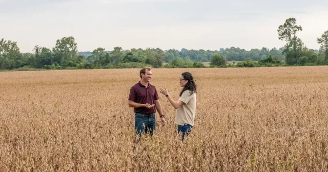 People talking in a field of soybean crop discussing conservation practices.