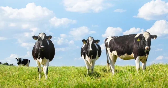 Dairy cows in a field