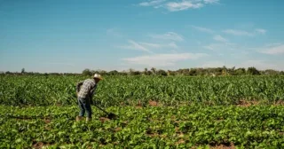 Senior farmer man working at agricultural field