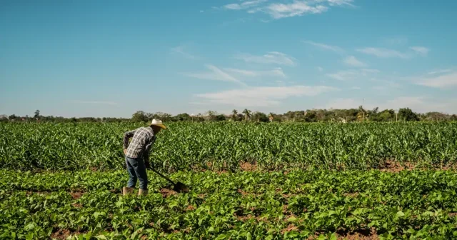 Senior farmer man working at agricultural field