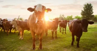 Herd of Hereford cows in a pasture at sunset