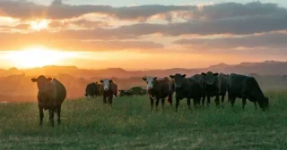 Beef cattle in a field