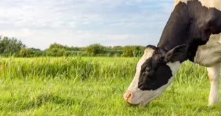 Close up of dairy cow grazing in a field