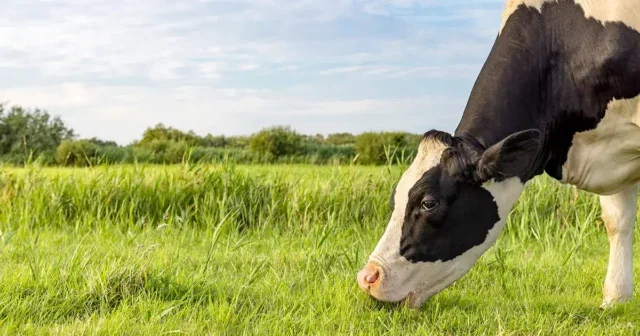 Close up of dairy cow grazing in a field