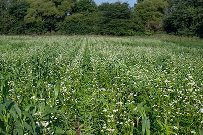 Cover crop financial data from large database will inform climate ...