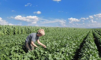 woman inspecting soybeans
