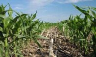 Financial impacts of cover crops in Minnesota and Wisconsin