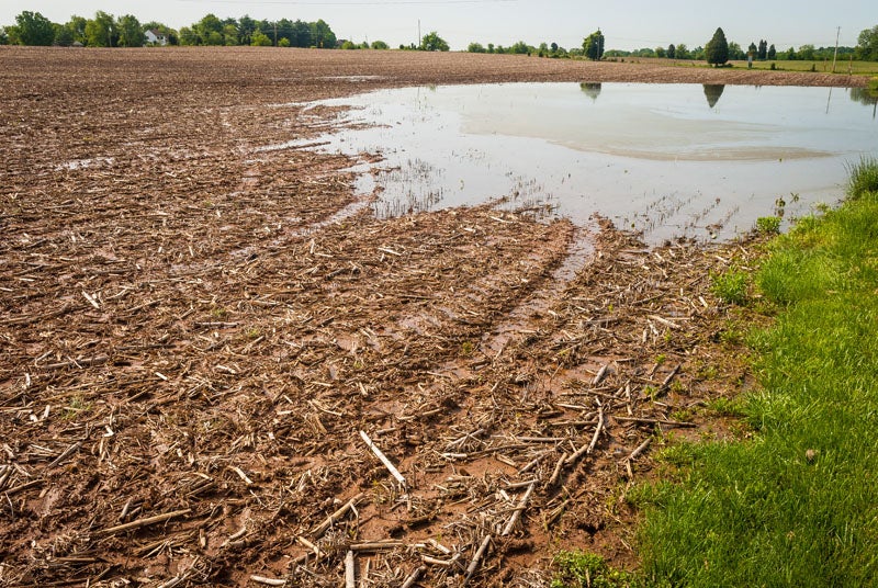 Standing water in cornfield.