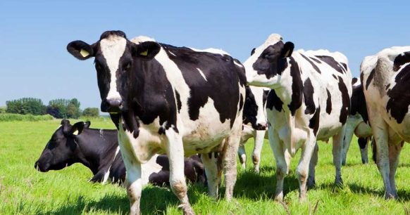 Methane Emissions in Animal Agriculture - EDF+Business