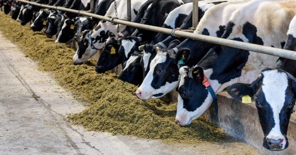 Methane Emissions in Animal Agriculture - EDF+Business